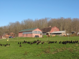 Livestock barns